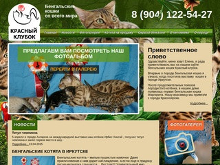 ИрБис - бенгальские котята, кошки. Питомник в Иркутске. Фото, цены, возможность купить