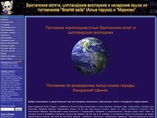 Новосибирские питомники шотландских вислоухих, британских котят и канадских пород кошек