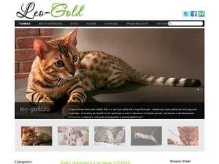 Бенгальская кошка  питомник LEO-GOLD г. Ишим