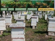 Пасека "Алтайская пчела"