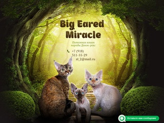 Питомник кошек породы Девон-рекс Big Eared Miracle (Большеухое чудо) в Краснодаре