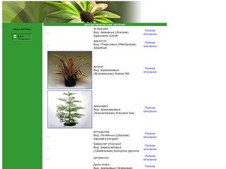 Studio185.ru -> Цветы и комнатные растения от А до Я. Доставка цветов и комнатынх растений по России