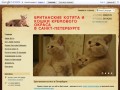 Британские котята и кошки редкого кремового окраса в санкт-петербурге