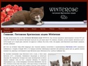 Британские котята. Питомник британских кошек Ярославль Winterose