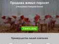Купить поросят, молочных, маленьких, живых, мясных пород на откорм в Владикавказе и области