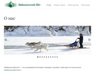 Домашний питомник ездовых собак - Байкальский Пёс