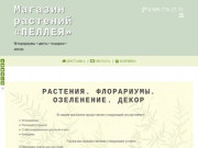 Флорариумы в Калининграде | Магазин растений «ПЕЛЛЕЯ»