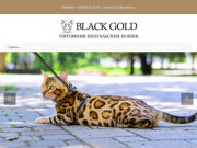 Питомник бенгальских кошек Black Gold Краснодар — питомник