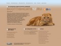 Шотландские котята, кошки и коты Екатерины Зайцевой г.Йошкар-Ола