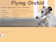 Главная | Flying Orchid -Питомник породы уиппет в Санкт-Петербурге