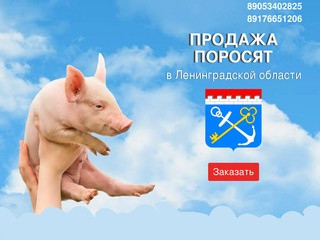 Купить поросят, молочных, маленьких, живых, мясных пород на откорм в Санкт Петербурге 