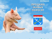 Купить поросят, молочных, маленьких, живых, мясных пород на откорм в Санкт Петербурге 