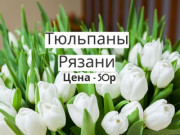 Тюльпаны с доставкой по городу | 50 рублей | Самые красивые цветы