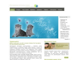 Шотландские вислоухие котята в Саратове - Holly Silver Magic Cat 