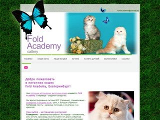 "Fold Academy" - питомник шотландских вислоухих кошек (Екатеринбург)