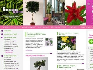 Комнатные растения, комнатные цветы в 