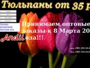 Тюльпаны оптом в Новосибирске