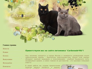 CARBONADO Питомник британских кошек, г.Москва