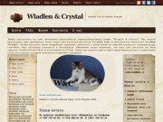 Wladlen &amp; Crystal | Scottish Fold &amp; Scottish Straight 