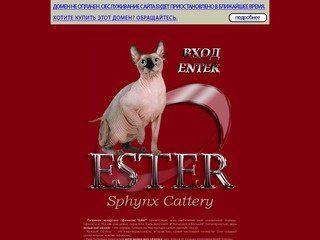 Канадские сфинксы "Ester" - питомник канадских бесшерстных сфинксов :: Sphynx cattery "Ester"