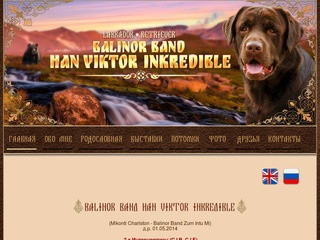 Balinor Band Han Victor Incredible - персональный сайт лабрадора ретривера