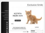 Питомник кошек в Тюмени «Exclusive Smile» Мейнкун и Шотландские