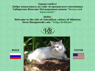 Сайт Астраханского питомника Сибирских Невских Маскарадных кошек 