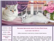 Британские шиншиллы.Питомник британских шиншилл Precious Plush Dream в Москве