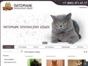 Питомник британских кошек в Челябинске Pet House