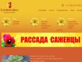 Тюльпаны  Пермь - «Семицветье» - тепличное хозяйство