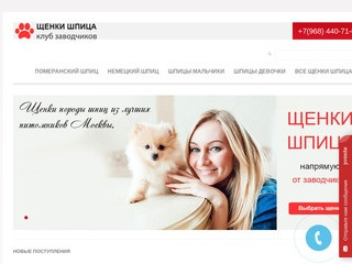 Купить померанского шпица в Москве | Померанский шпиц щенок 