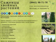Хвойные растения в Волгограде