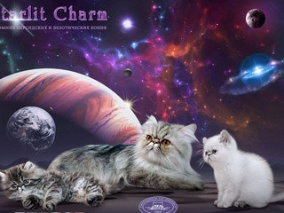 Starlit Charm - питомник персидских и экзотических кошек в Москве