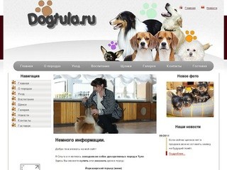 Сайт частного заводчика собак декоративных пород в Туле.Йоркширский терьер.Русский той