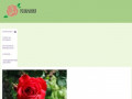 Домашние цветы-розы: уход. Подробности тут. (Россия, Нижегородская область, Нижний Новгород)