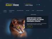 Ruddy pride, питомник абиссинских кошек